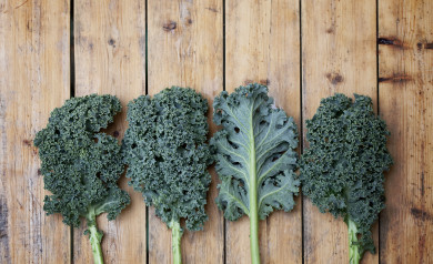 Piping Rock - The Pipe Line - Superfood Supplement Highlight: Kale