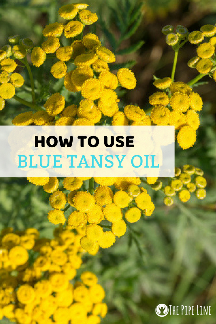 blue tansy essential oil